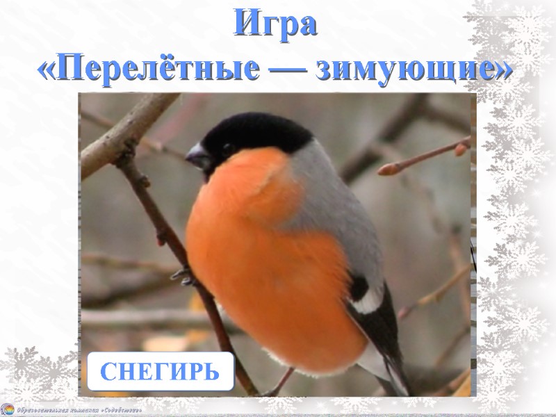 Игра  «Перелётные — зимующие»